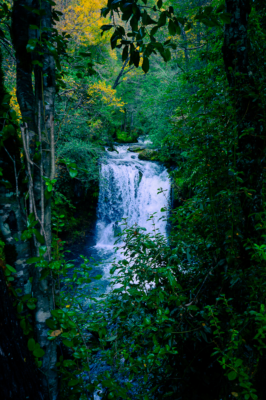 Cascada azul entre bosque oscuro